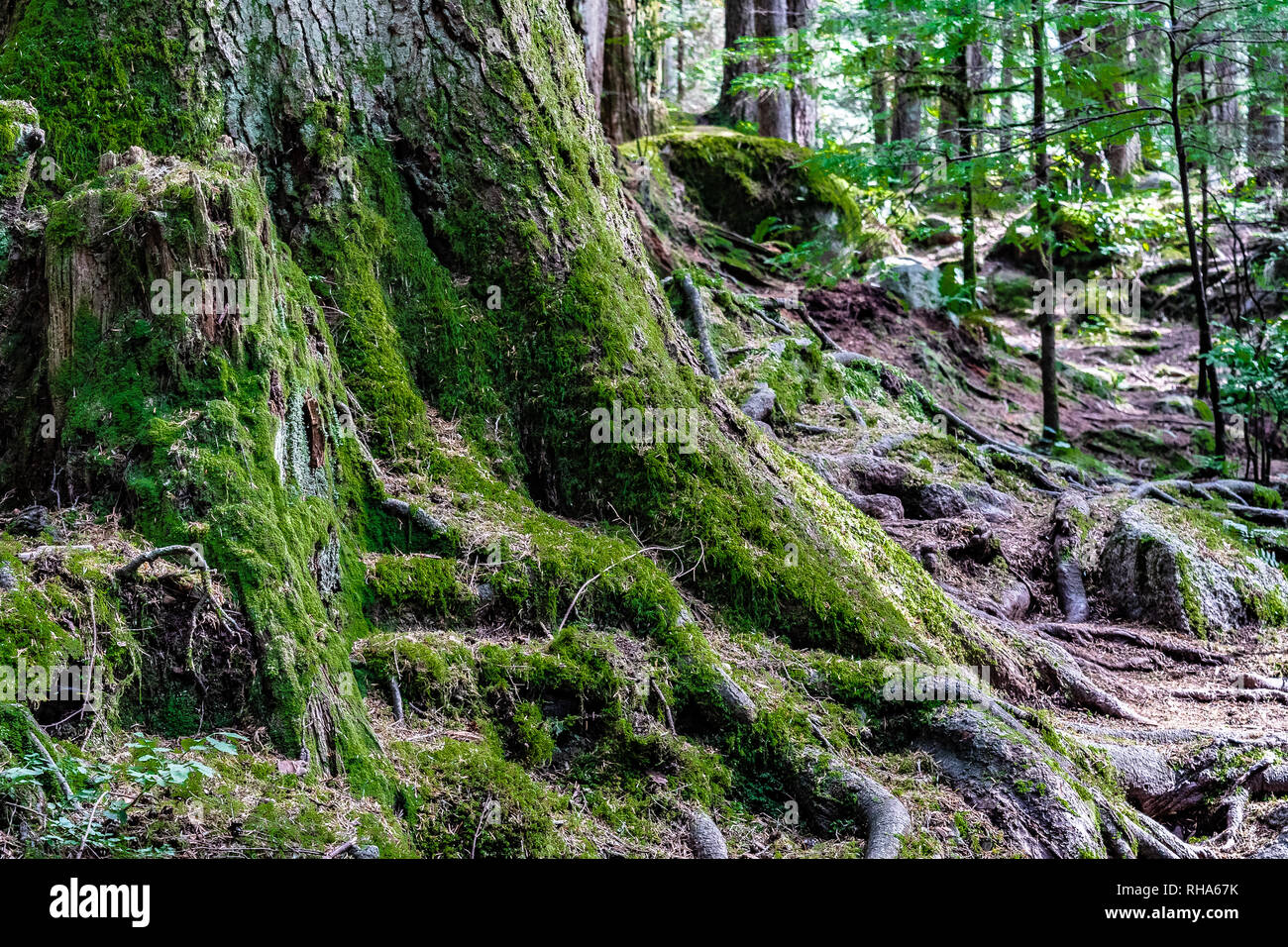 Extremely large tree trunk with exposed roots covered in moss inside a forest Stock Photo