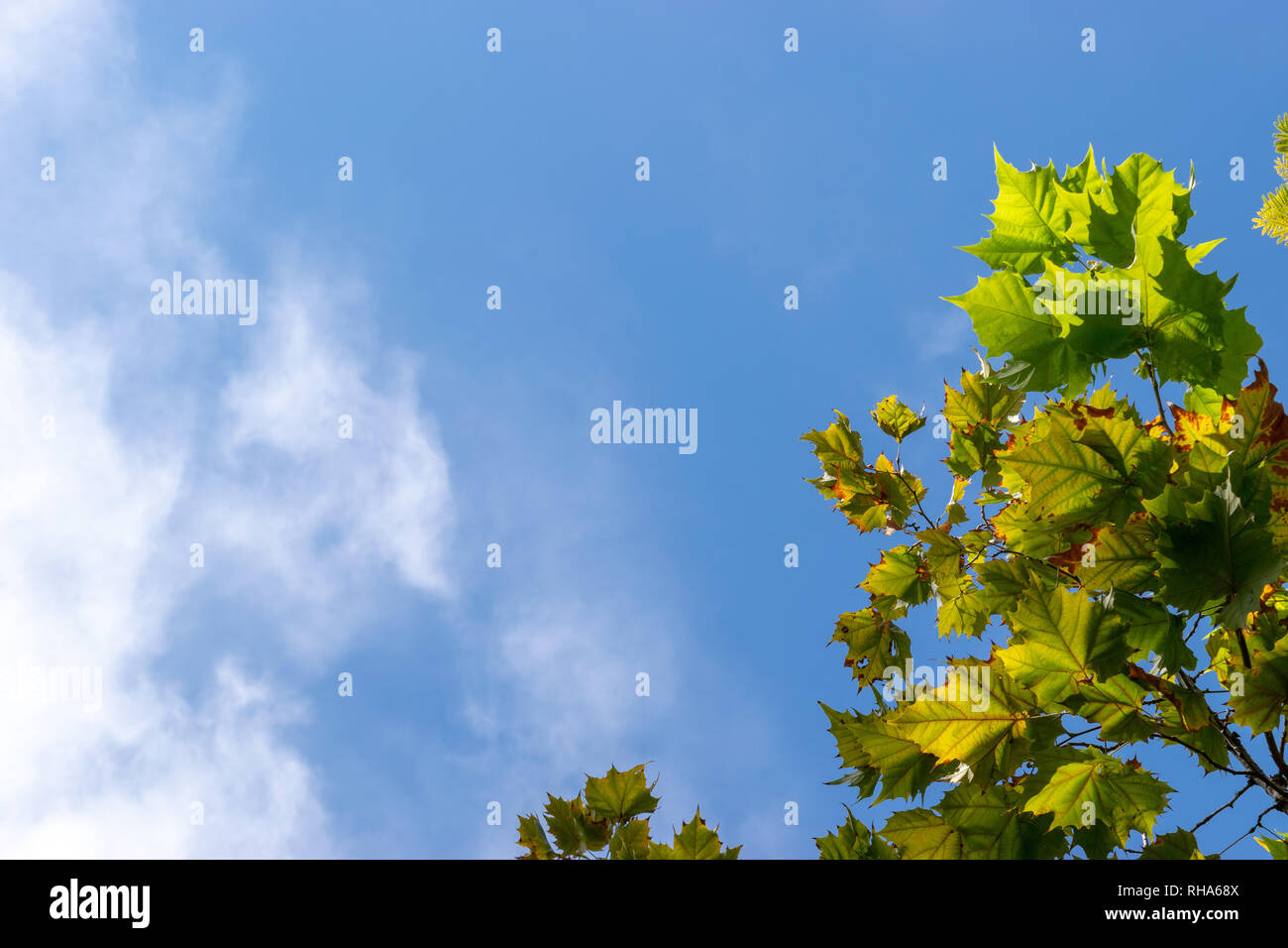 Isolated green maple leaves against bright blue sky with patch of clouds. Fall/ Autumn season. Stock Photo