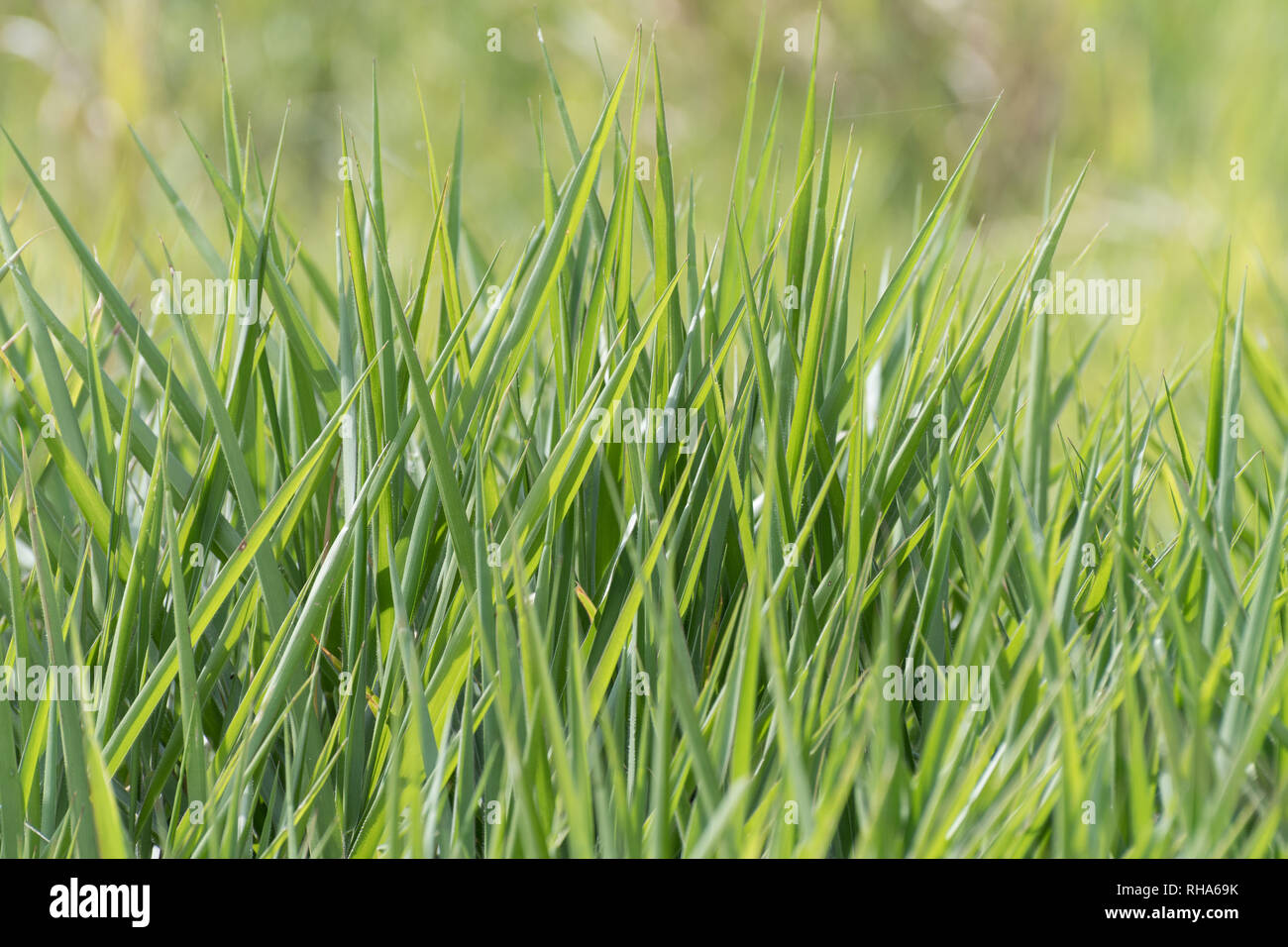 Blades of tall fresh lush healthy green grass growing in a field. Background blurred. Grass only. Isolated. Stock Photo