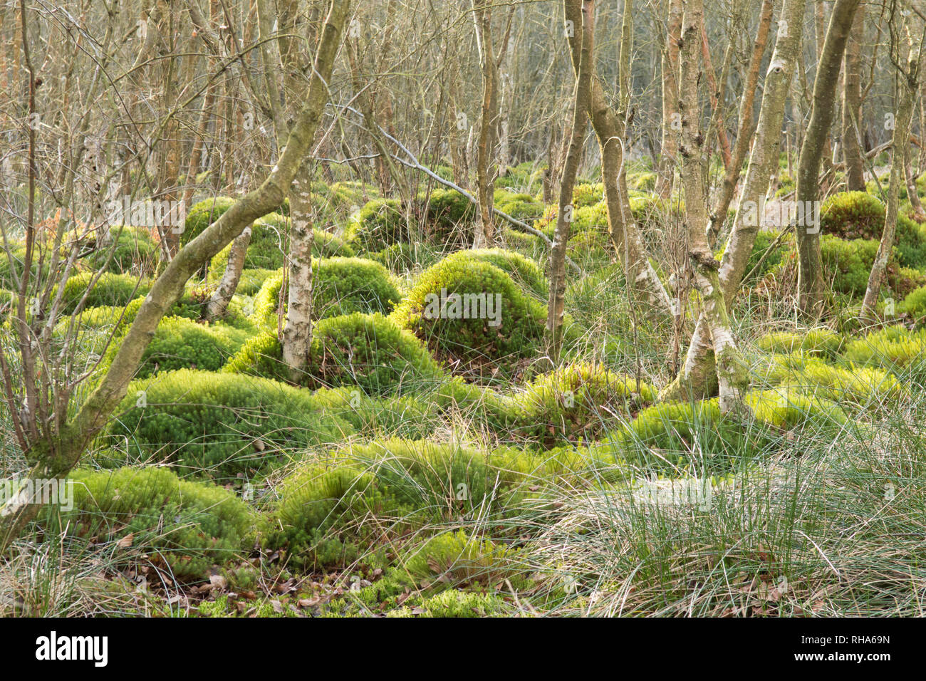 sphagnum moss, peat moss, bog moss, hummocks, mounds, swamp, bog, Ambersham Common, Sussex, UK, January, wetland carr. Stock Photo