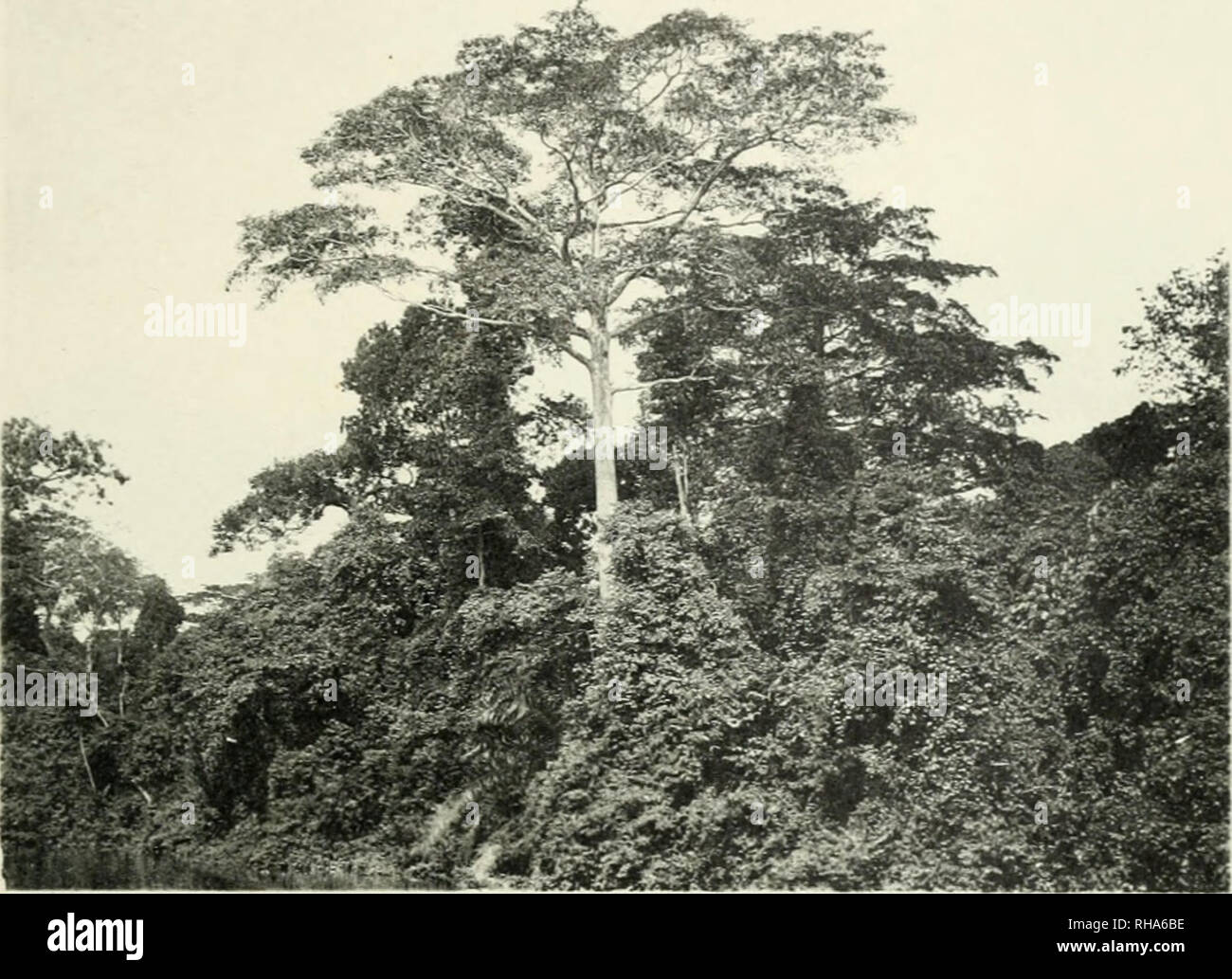 Botanik Botany Tafel I Please Note That These Images Are