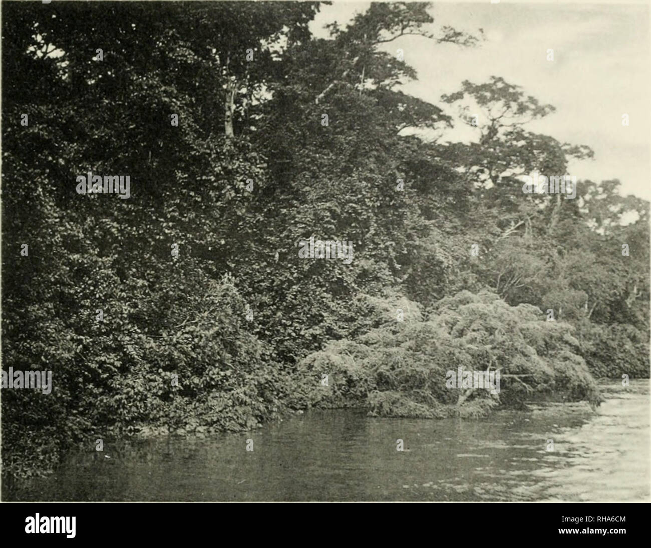 Botanik Botany Tafel 8 Bluhende Irving A Smithii Vorn Rechts