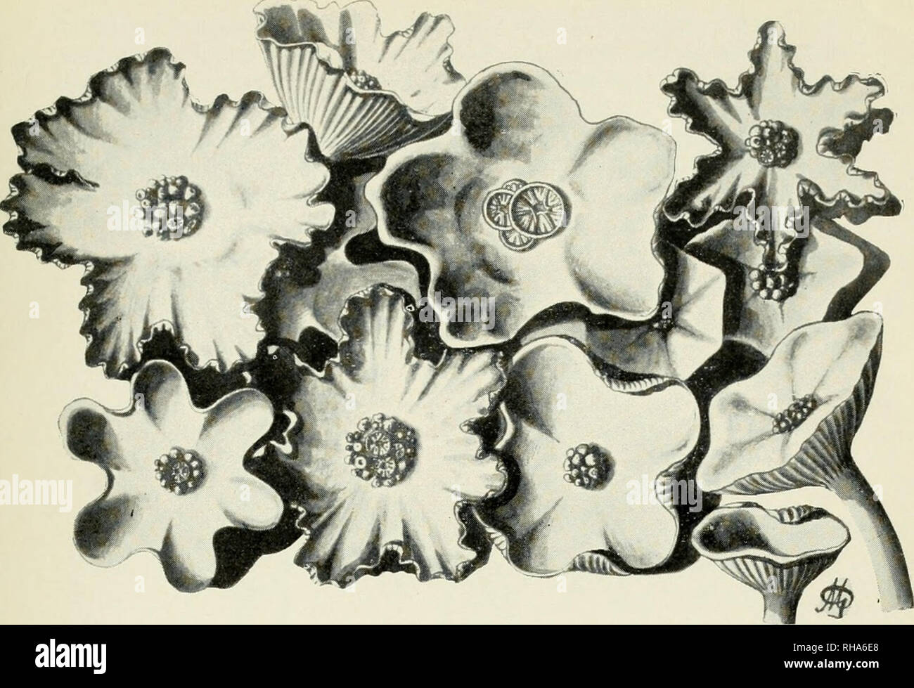 Botanikai kzlemnyek. Plants; Plants -- Hungary. Botanikai Közleményeit.  1912.. 1. kép. Aqaricus [Clitociihc] cricetorum. A kalap tetején  morchellaszerü kép- z?dések és fordított helyzetben álló apró kalapok.  Természetes nagyság. (Eredeti rajz.). Please