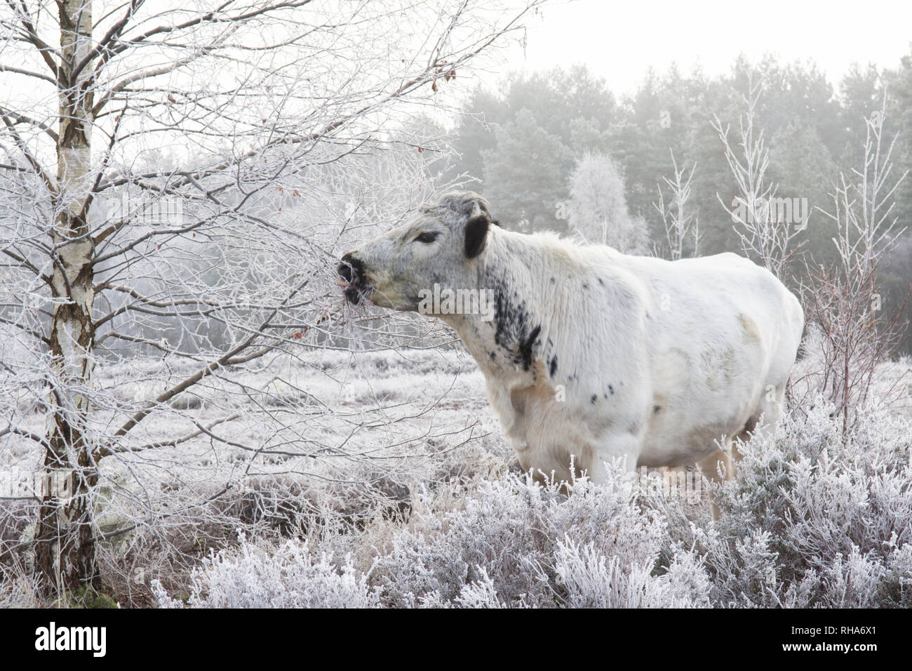 cattle grazing on Stedham and Iping commons eating Silver birch twigs