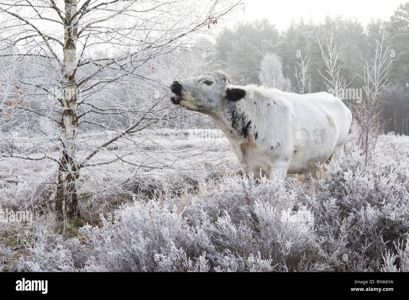 cattle grazing on Stedham and Iping commons eating Silver birch twigs
