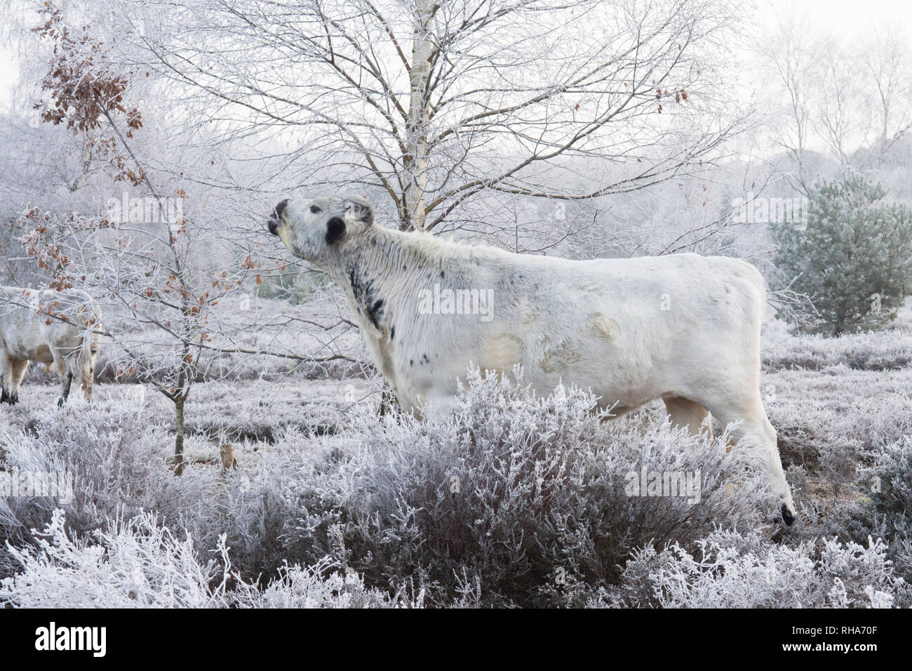 cattle grazing on Stedham and Iping commons eating Silver birch twigs