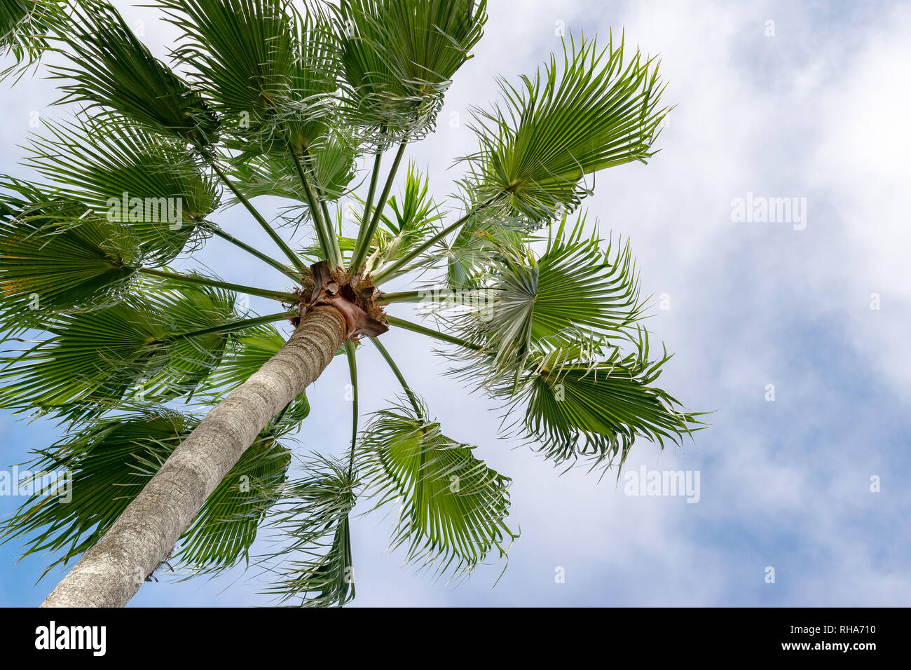 Tropical fan shaped (palmate) palm tree against clouds in blue sky Stock Photo