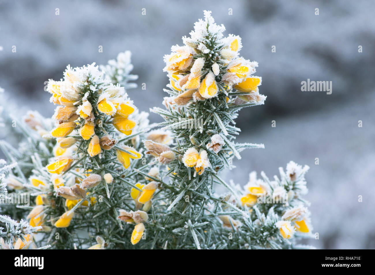 hoarfrost, hoar frost, on flowers of Common Gorse, Ulex europaeus ...