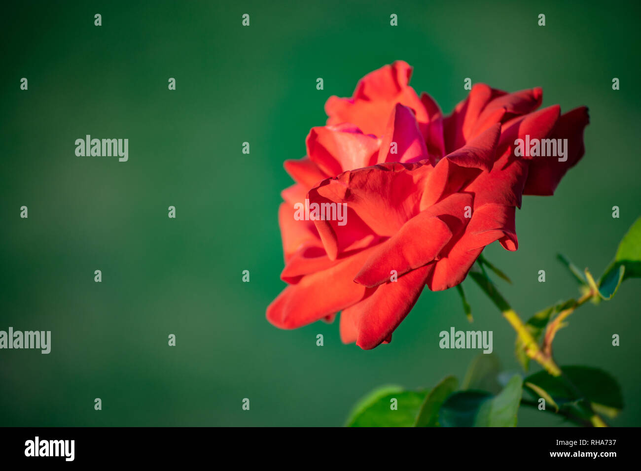 Close up on a single red rose, isolated, green background. Copy space for text. Stock Photo