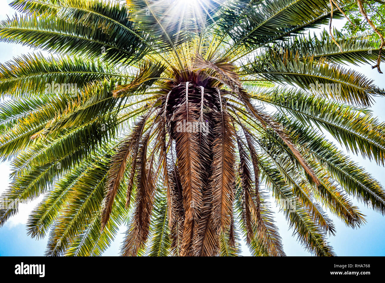 Sunburst through coconut palm tree leaves. Nature on a tropical island. Stock Photo