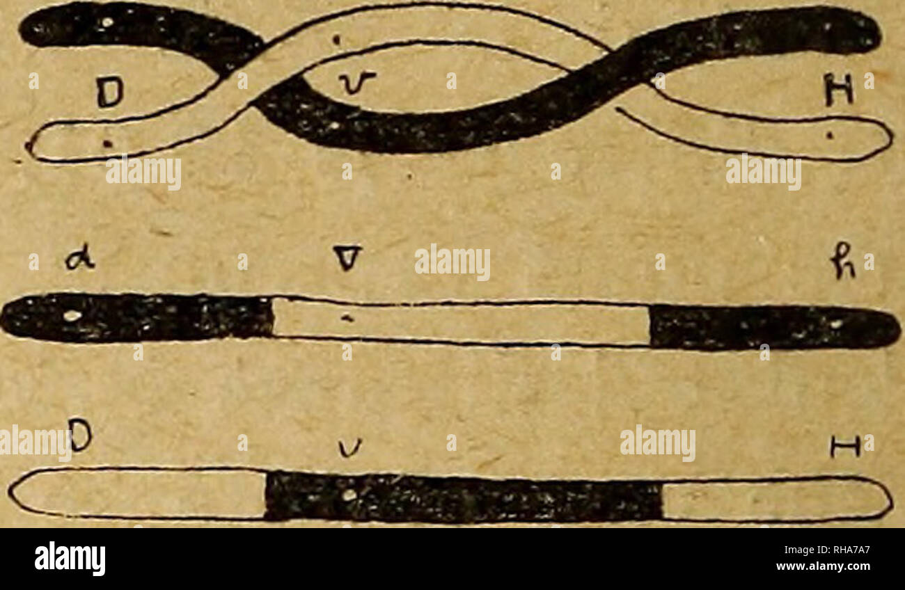The Botanical Magazine Shokubutsugaku Zasshi Plants Botany 58 The Botanical Magazine Lvol Xxxvi Ko 426 N Vi Fig I A The Diagram Of A Chromosome Having The Factors V D H