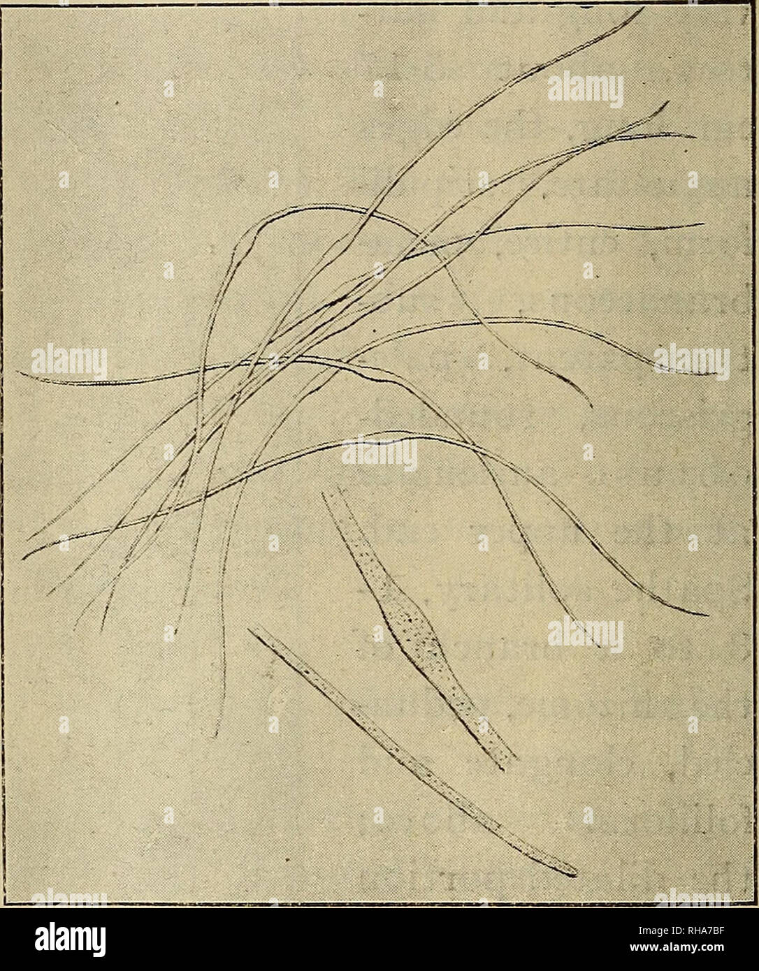 . The botanical magazine = Shokubutsugaku zasshi. Plants; Botany. 106 THE BOTANICAL MAGAZINE. [Vol. XXIV. No. 280. placed ? pollen (Fig. XI. mag.) confervoid, fusiformly thicker in centre, numerous, dense, close, whitisli-lacteous, about If mm. long. Female flower : ovaries 8-11?stigmas 2, capillaceo- aristate, deciduous. Fruits sessile on the front face of spadix, coriaceous, subreniform-r o u n ded, sagittato-cordate at the base, flattened, vertically carinate dorsally, beaked with a very short persist- ent style in front above, about 5mm. long ?lobes obtuse, half as long as the body. Nom. J Stock Photo