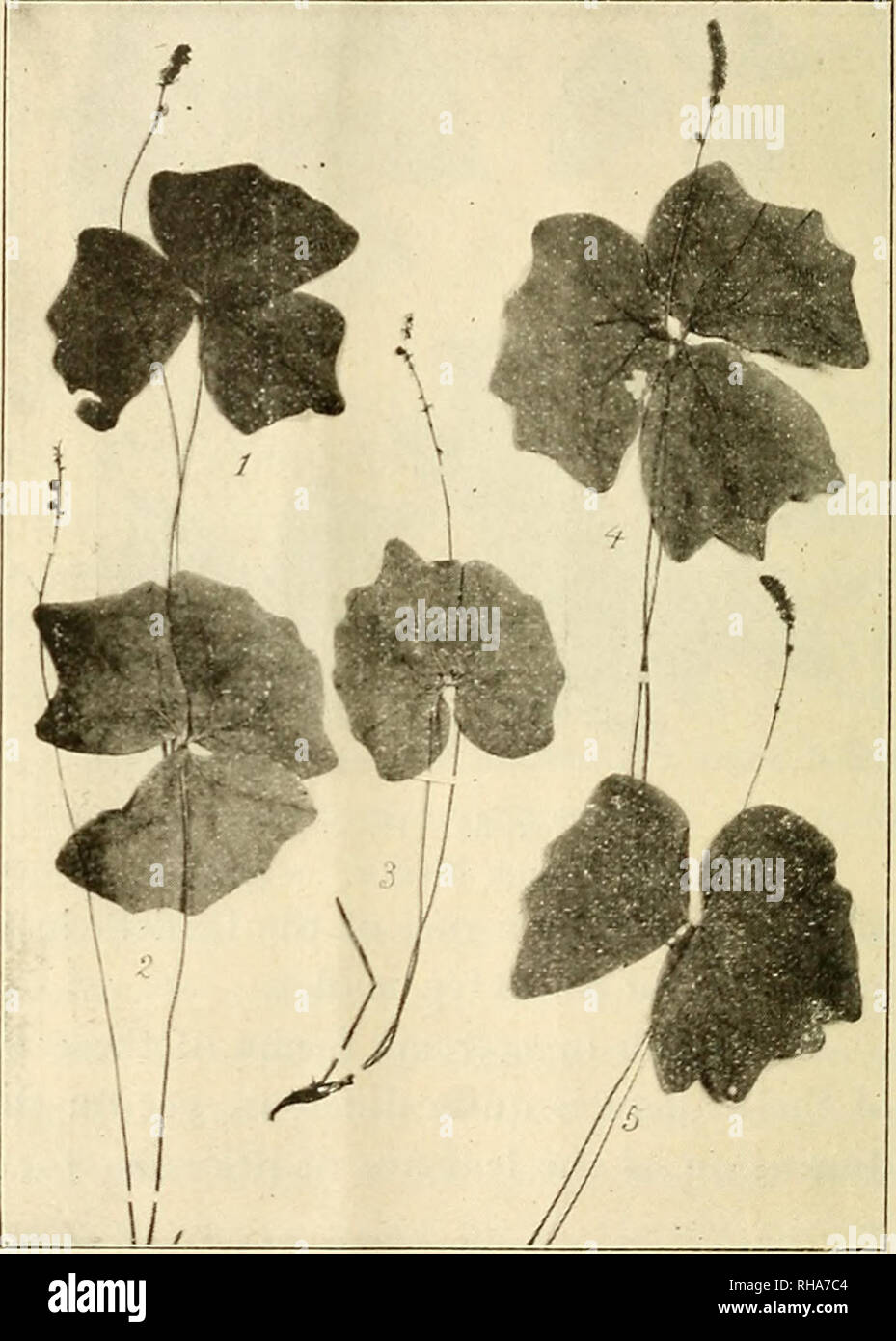 . The botanical magazine = Shokubutsugaku zasshi. Plants; Botany. 174 THE BOTANICAL MAGAZINE. fVoi, xxix. No. 3*3. and Ito (11, p. 436) on the other hand state that the spike of A. triphylla is interrupted. This statement is certainly incorrect. When young-, the spike appears to be looser near the base and much more compact towards the apex. This is due to the fact that the apical region is much younger than the basal part. Hooker's figure (10, tab.12) shows a few of the basal, more mature flowers widely separated from the rest, but this is really due to exaggeration misleading. In A. japonic  Stock Photo