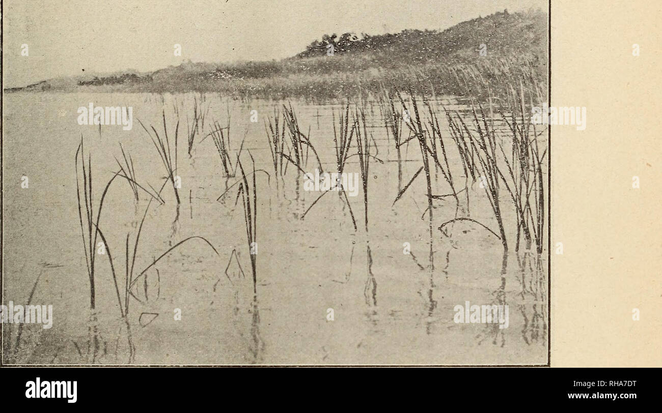 . The botanical magazine = Shokubutsugaku zasshi. Plants; Botany. Fig. 8. Zone of Zizania aqnalicf. Swimming hydrophyte {Limncnthemum hidicurn) among Zizania aquatica ? landward follows directly Phragmites-zone, owing to tlie absence of Typha-zor.e. ^ 3. Zone of Typha angustifolia. This zone comes immediately outside the dreceding&quot; zone. The depth here measures aboutIm in average. The favorable movement and depth, of water has evoked the dense growth of Zizania aquatica, and consequently has given a happy residence for Typha angustifolia Bory et Chamb., Scirpus Tabern^- tnontani Gmel., an Stock Photo