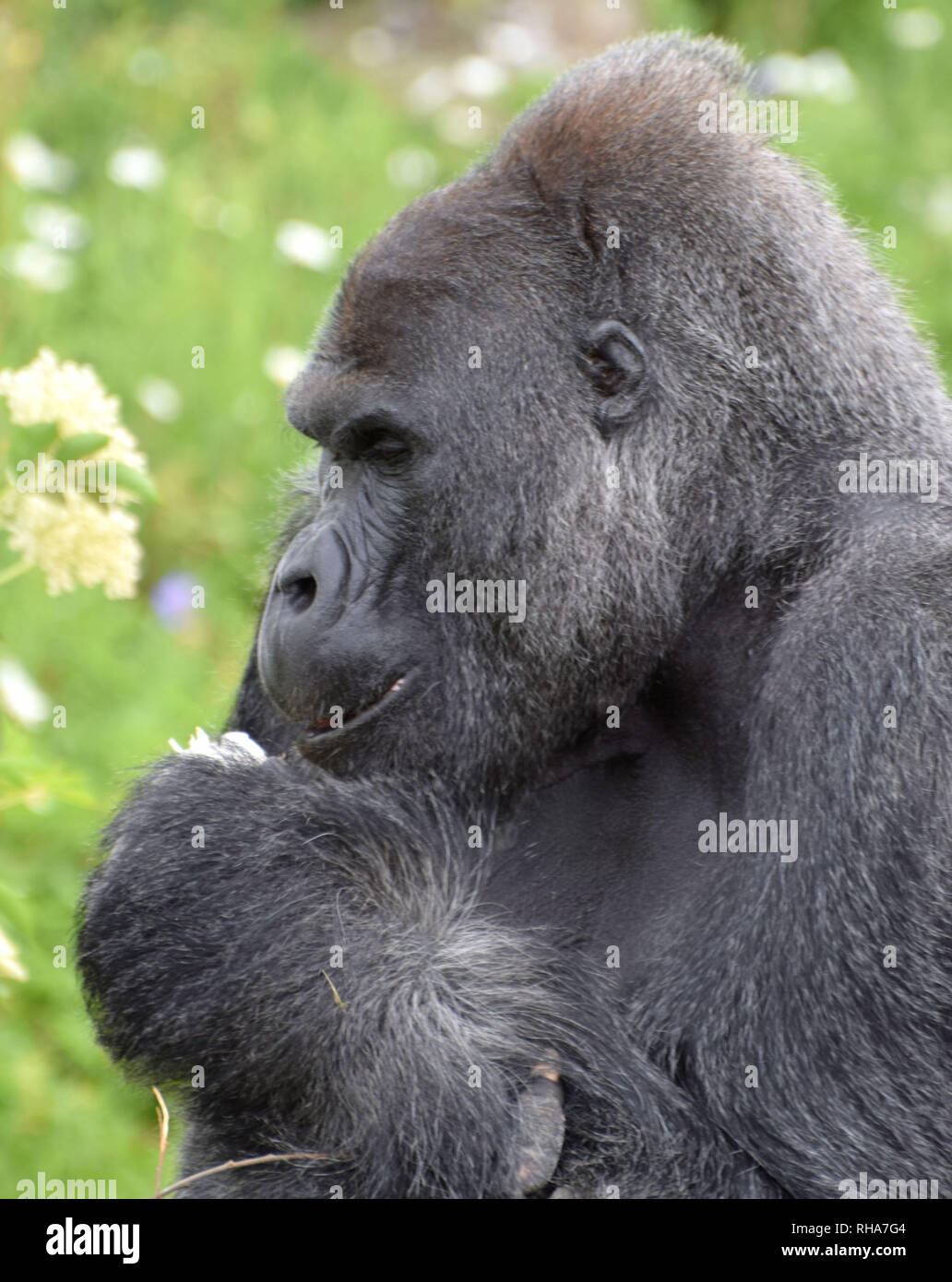 Mature male Lowland Gorilla Stock Photo
