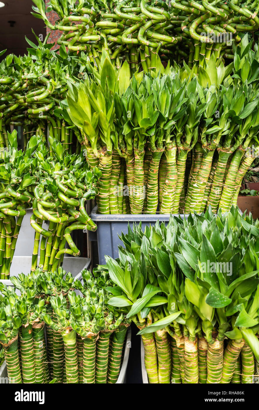 Closeup of decorative bamboo in the Flower Market of Kowloon, Hong Kong