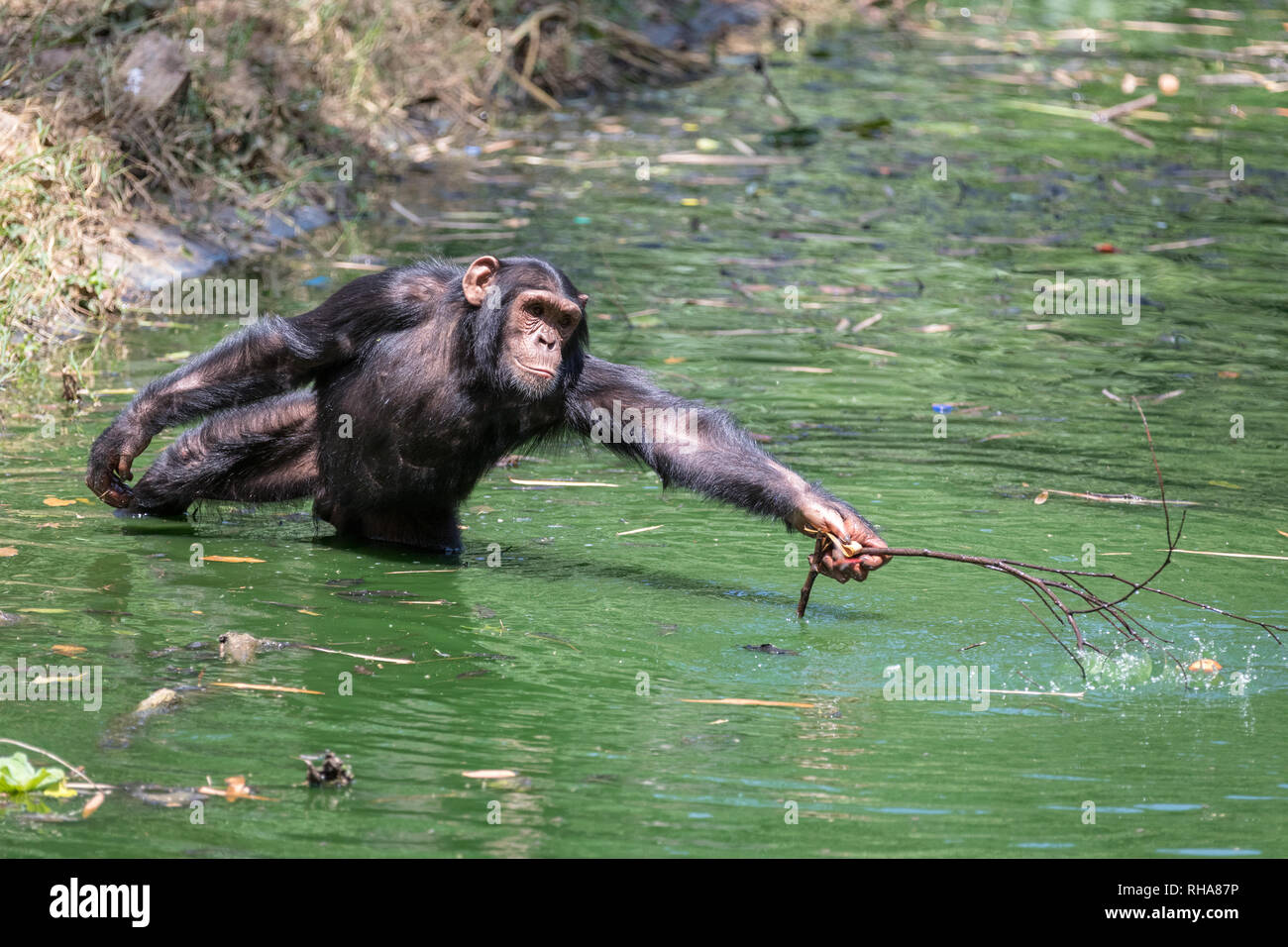 Male chimpanzee (Pan troglodytes) fishing with branch in zoo pond, Entebbe, Uganda Stock Photo
