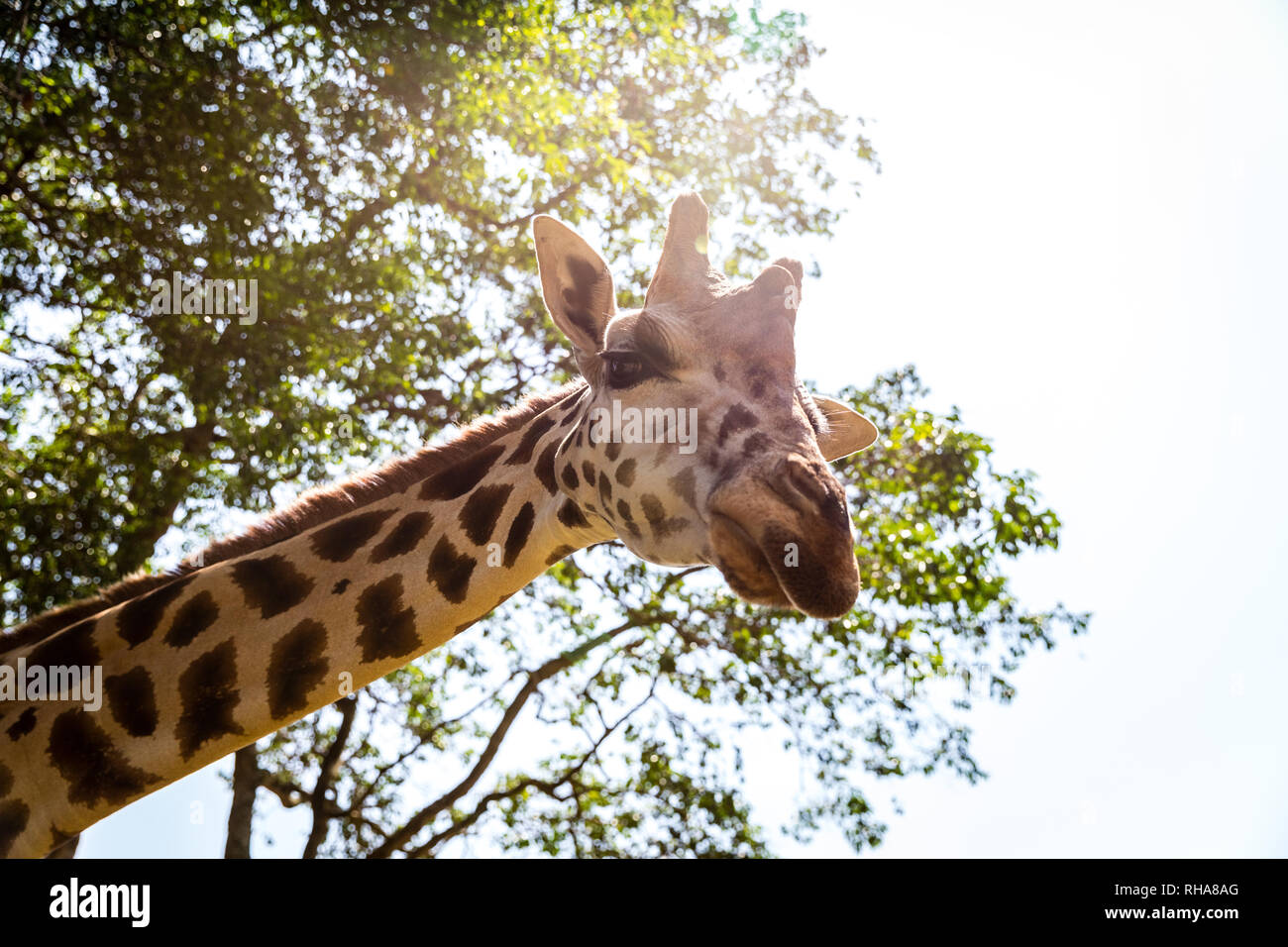 Portrait of giraffe looking at camera, Entebbe, Uganda Stock Photo