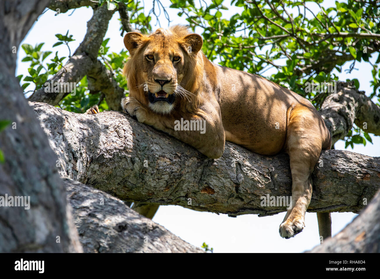 Portrait of lion (Panthera leo) resting on tree branch, Queen Elizabeth National Park, Uganda Stock Photo