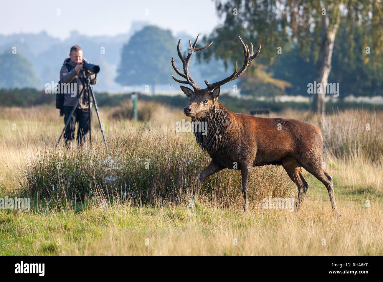 Male photographer taking picture of red deer (Cervus elaphus) stag in Richmond Park, London, England, UK Stock Photo