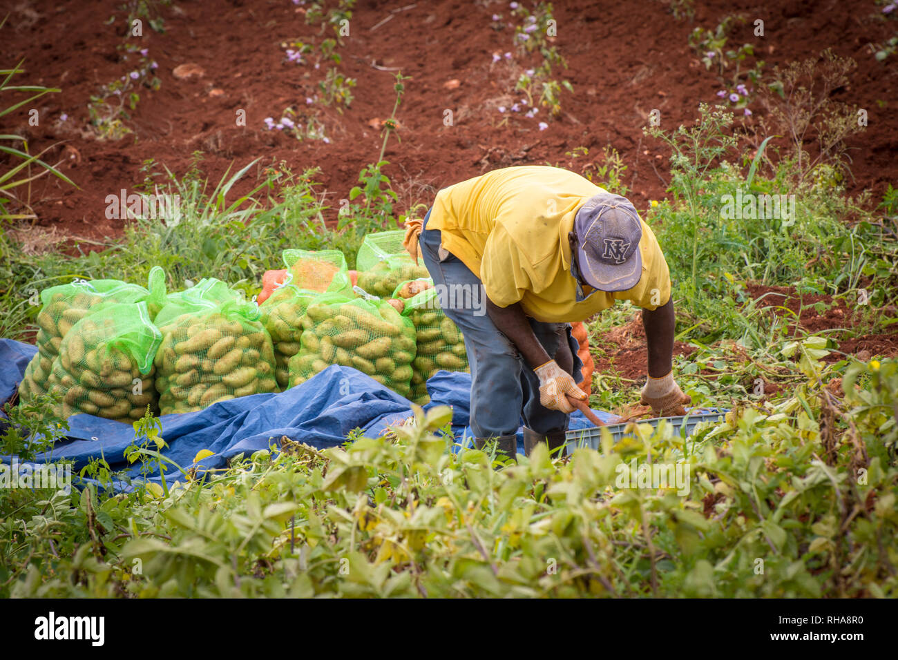 Farmer at work in on farmland with bags of Irish Potatoes in background. Stock Photo