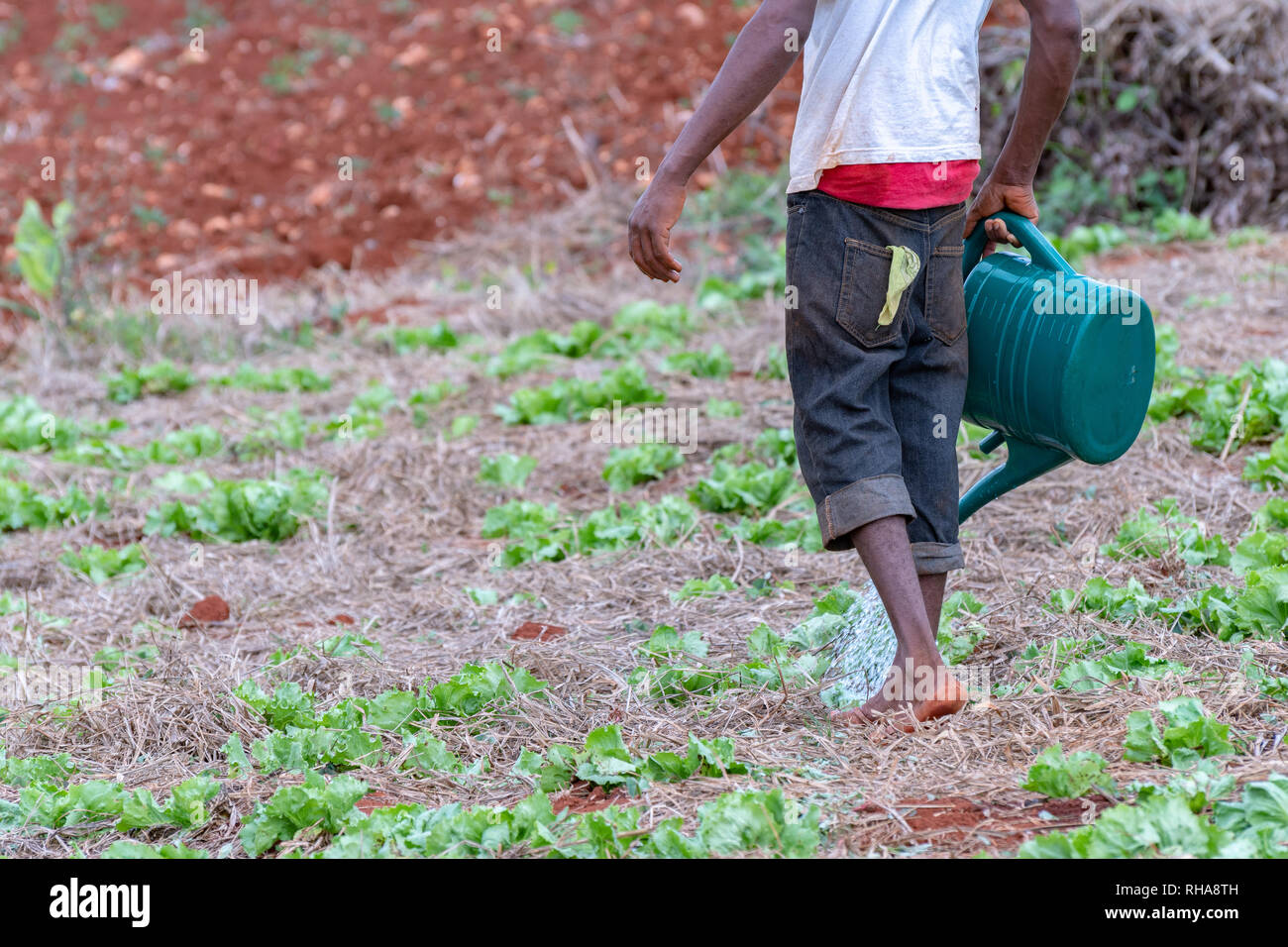 Farm st elizabeth jamaica hires stock photography and images Alamy