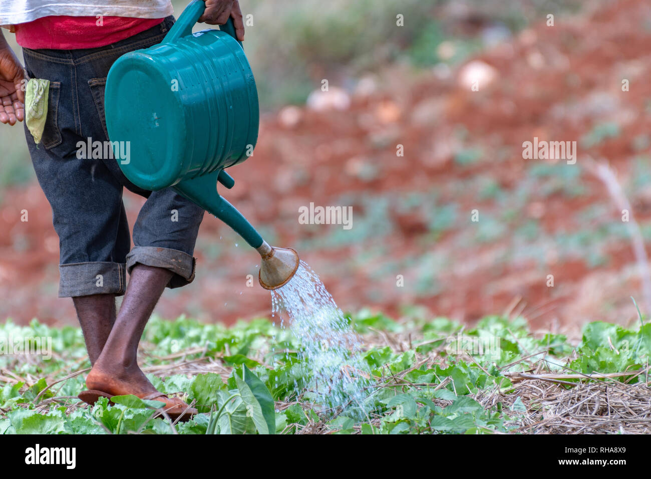 Jamaican farm worker in outdoor agricultural field watering lettuce