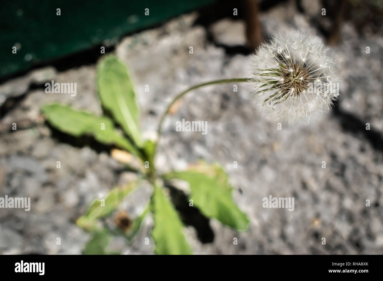 Strength of nature concept:  dandelion plant growing on stones. Stock Photo