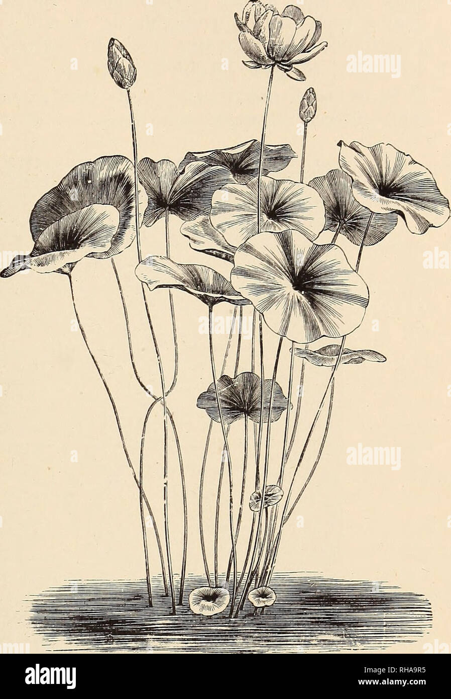 The Book Of Gardening A Handbook Of Horticulture Gardening Floriculture On Aquatic Plants Like Quicksilver Height 4ft To 6ft The Genus Nelumbium Embraces Only Two Species But Specific Names Have Been The Book Of Gardening A Handbook Of Horticulture Gardening Floriculture On Aquatic Plants Like Quicksilver Height 4ft To 6ft The Genus Nelumbium Embraces Only Two Species But Specific Names Have Been