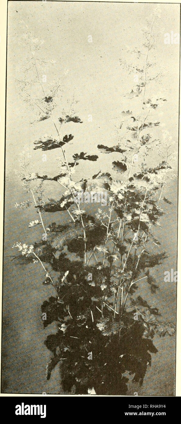 . The book of water gardening;. Aquatic plants. [from old catalog]. THE BOOK OP WATER GARDENING Buphthalmuiii speciosuni (Telekia speciosa) is a perennial plant, with laro^e showy yellow flowers, g-rowing to a height of from three to four feet. It has large, cordate coarse ser- rate leaves. Propagation is by divi- sion in Fall or Spring. Ilutonius nmbellatus (Mowcring Kush) bears rose colored flowers. The leaves resemble those of the Iris, and are from two to three feet in length. It should be planted at the margin of the pond or in shallow water, it is i)r()pagate(l by division. Caltha leptos Stock Photo