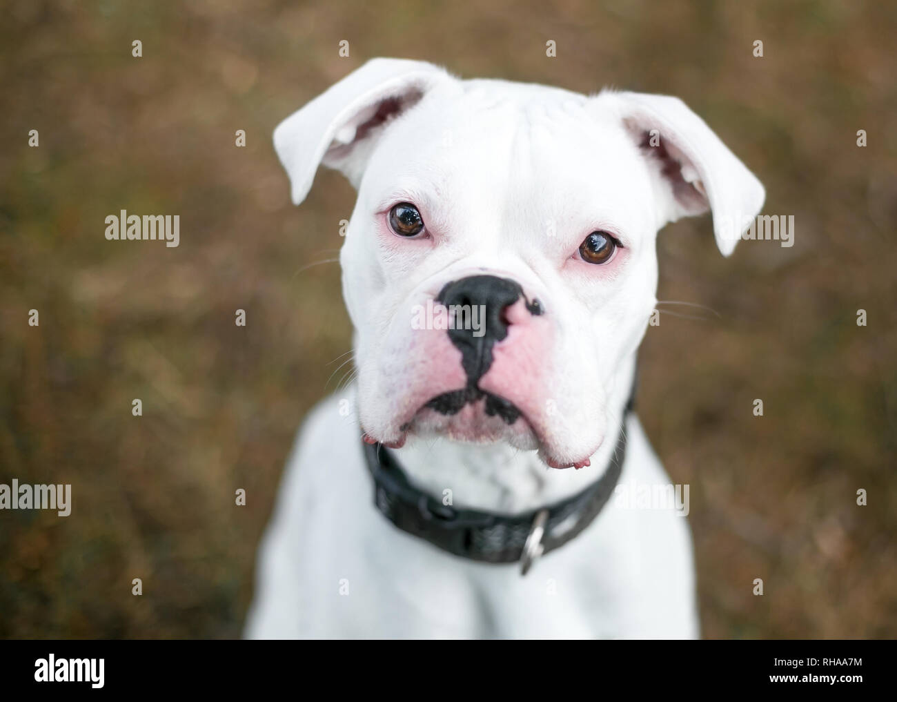 A deaf white Boxer dog outdoors Stock Photo