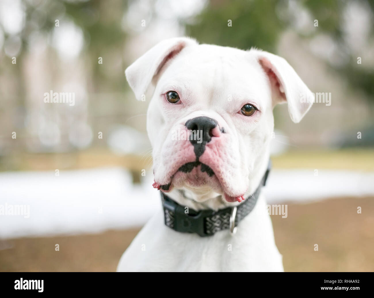 A deaf white Boxer dog outdoors Stock Photo