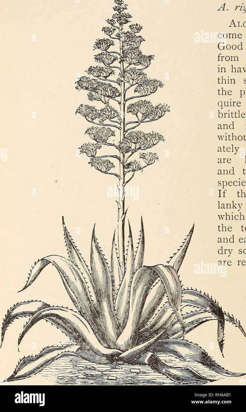 . The Book of gardening; a handbook of horticulture. Gardening; Floriculture. 8o4 THE BOOK OF GARDENING. A. atrovirens. Small-growing sorts: A. cuspidata^ A. enstfera, A. horrida, A. filifera, A. mexicana^ A. Regelii^ A. striata^ A. albicans^ A. ferox, and A. rigida. Aloes.—The true Aloes come from the Cape of Good Hope. They differ from the Agaves chiefly in having long and rather thin stems, which, when the plants are large, re- quire support, in having brittle leaves without fibre, and in flowering freely without dying immedi- ately afterwards. They are handsome subjects, and the flowers of Stock Photo