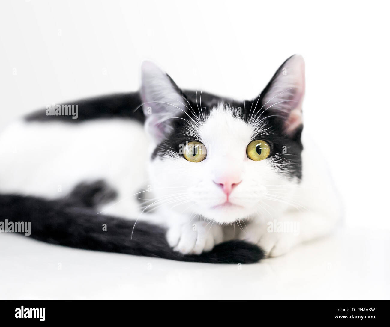 Domestic shorthair black and white 2025