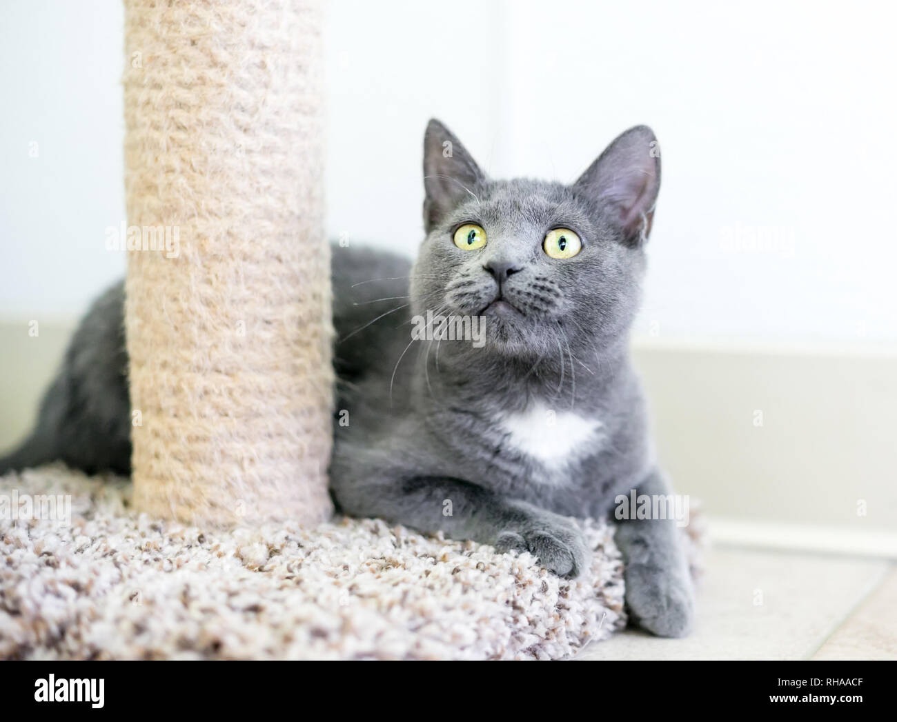 domestic shorthair grey