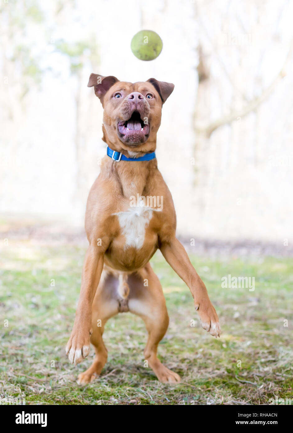 A playful red and white mixed breed dog jumping to catch a ball Stock
