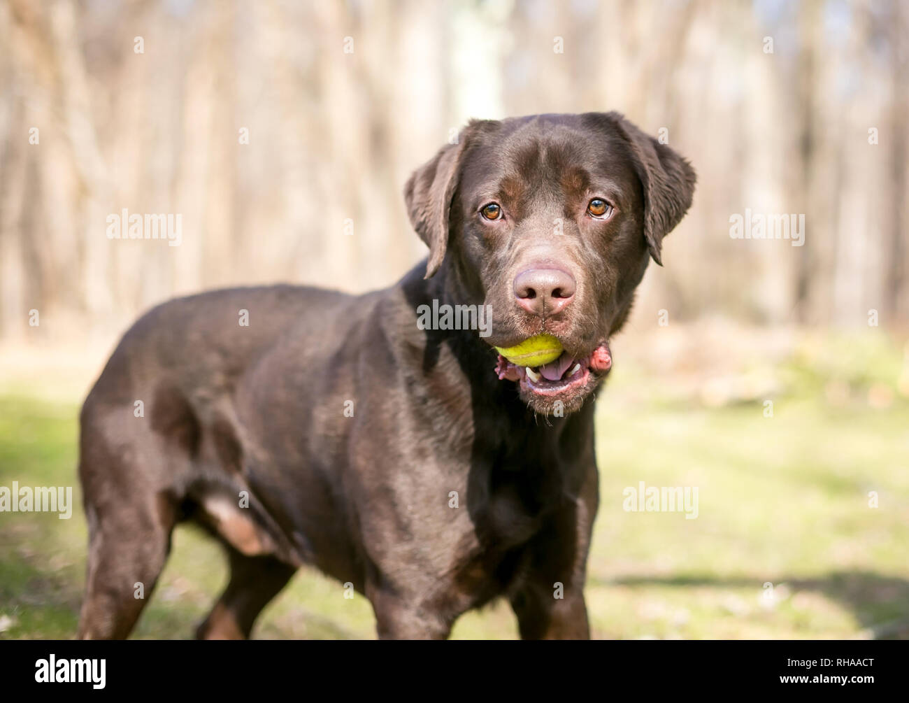 A purebred Chocolate Labrador Retriever dog holding a ball in its mouth Stock Photo