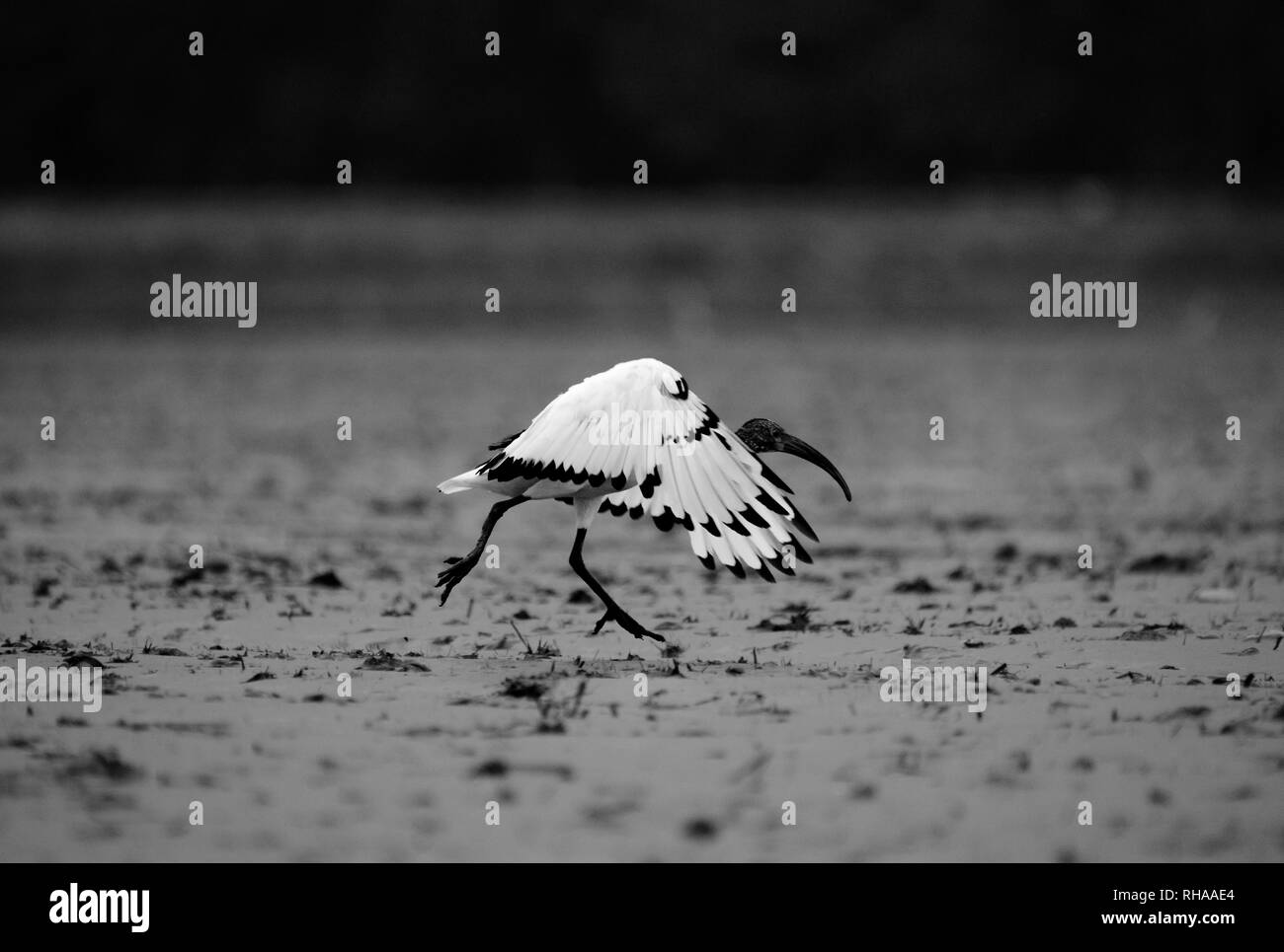 Ibis bird taking the run-up to fly Stock Photo