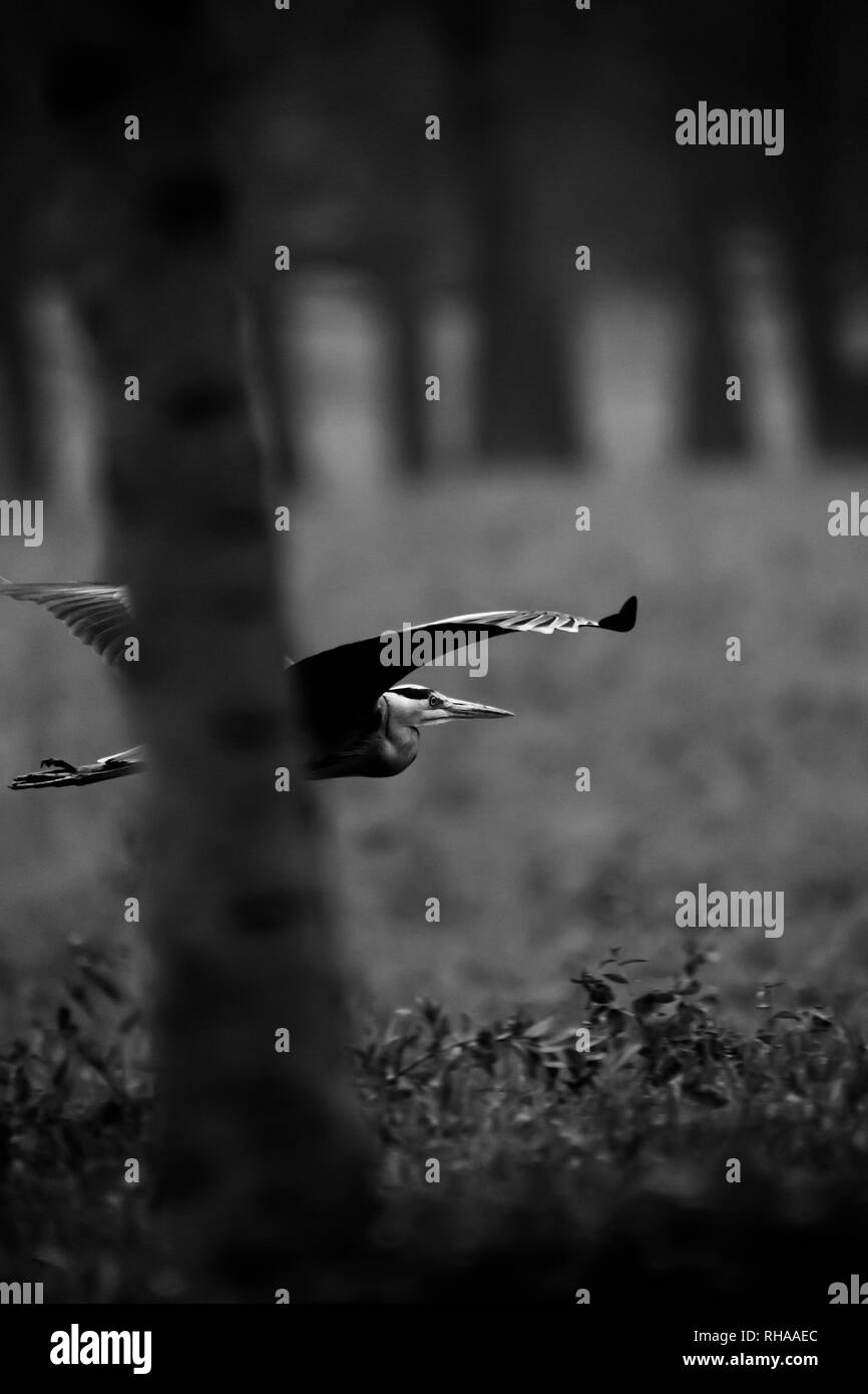 Heron flying at low altitude through the trees Stock Photo