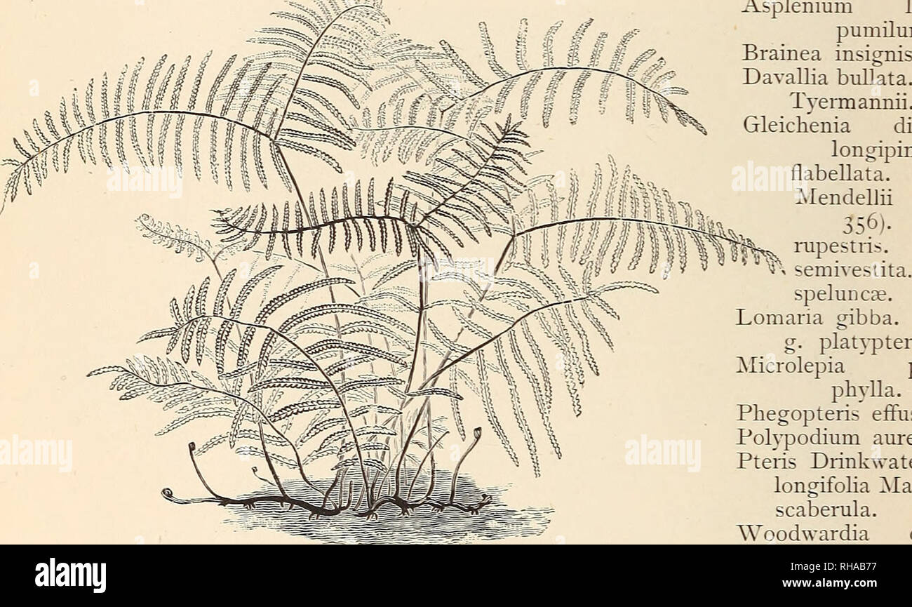 . The Book of gardening; a handbook of horticulture. Gardening; Floriculture. 568 THE BOOK OF GARDENING. Adiantum Lathomii. peruvianum. trapeziforme (Fig. 332). Aglaomorpha Meyeniana (Fig. 355). Anemias, of sorts. Asplenium Nidus. Davallia fijiensis and varieties. Mooreana. polyantha. tenuifolia Veitchii. G-ymnogramme chrysophylla AJstonise. GjTnnogramme permiana argyrophylla. schizophylla gloriosa. Nephrolepis davallioides. d. furcans. rufescens tripinnatifida. Microlepia hirta cristata. Platycerium grande. Poh-podium Sclineiderii. sub-auriculatum (Fig. 341). Pteris ludens. Greenhouse Ferns f Stock Photo
