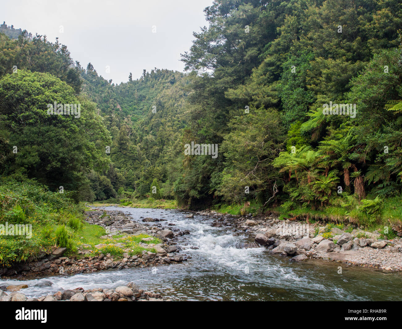 Mimiha Stream flowing into Mangakakaho Stream at Ngamuriwai,  among lowland forest covered hills, Te Urewera National Park, North Island, New Zealand Stock Photo