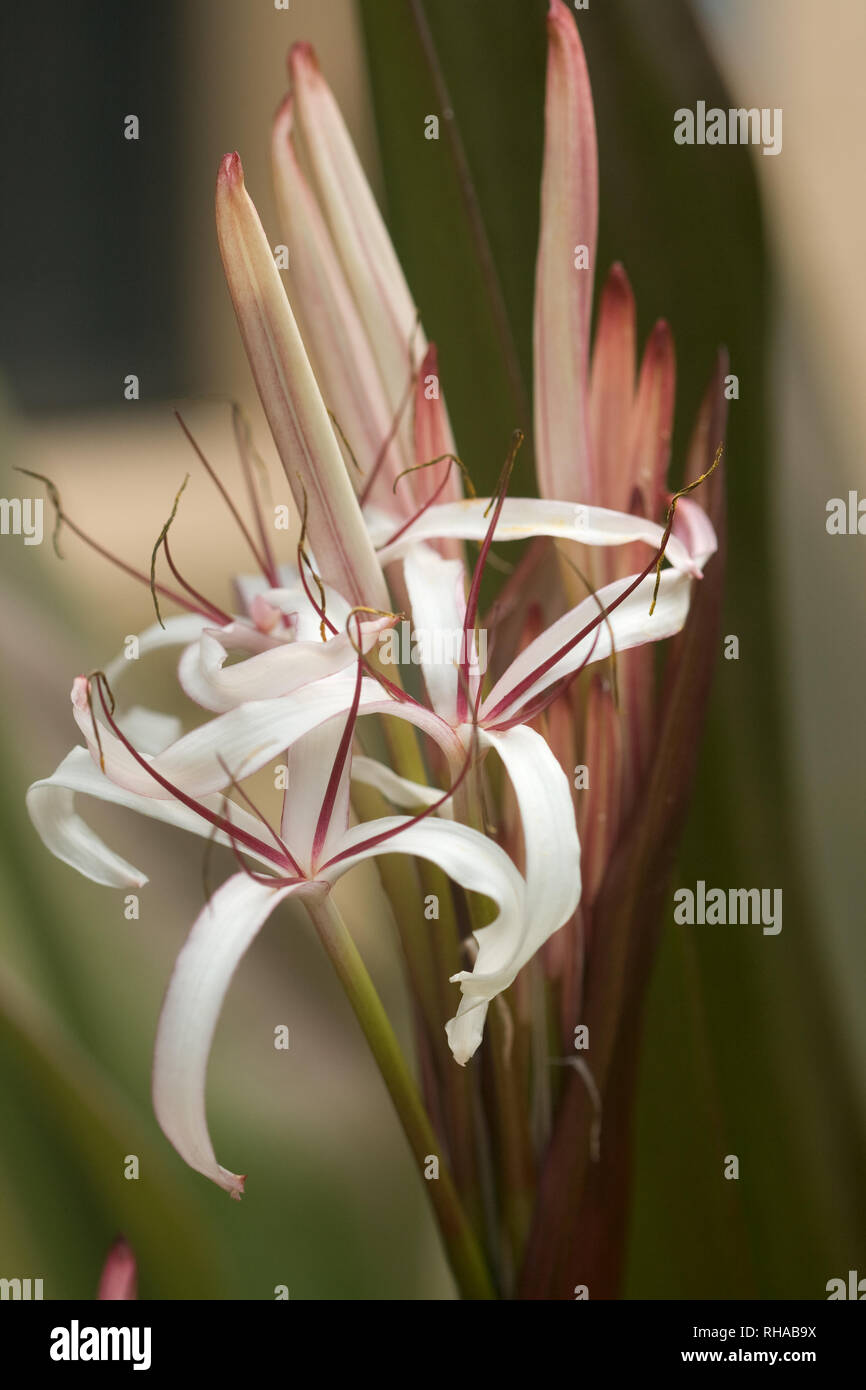 The fragrant buds of a Queen Emma Crinum Lily open on a warm Florida day. Stock Photo