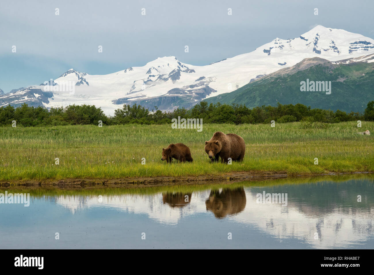 Brown Bear Sow and Cub Reflection Stock Photo