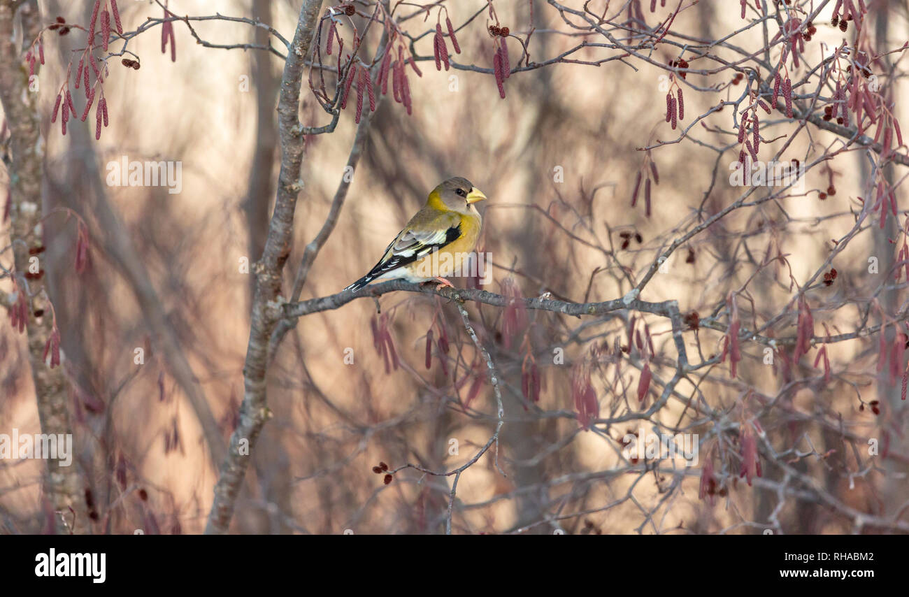 Evening grosbeak - female Stock Photo - Alamy