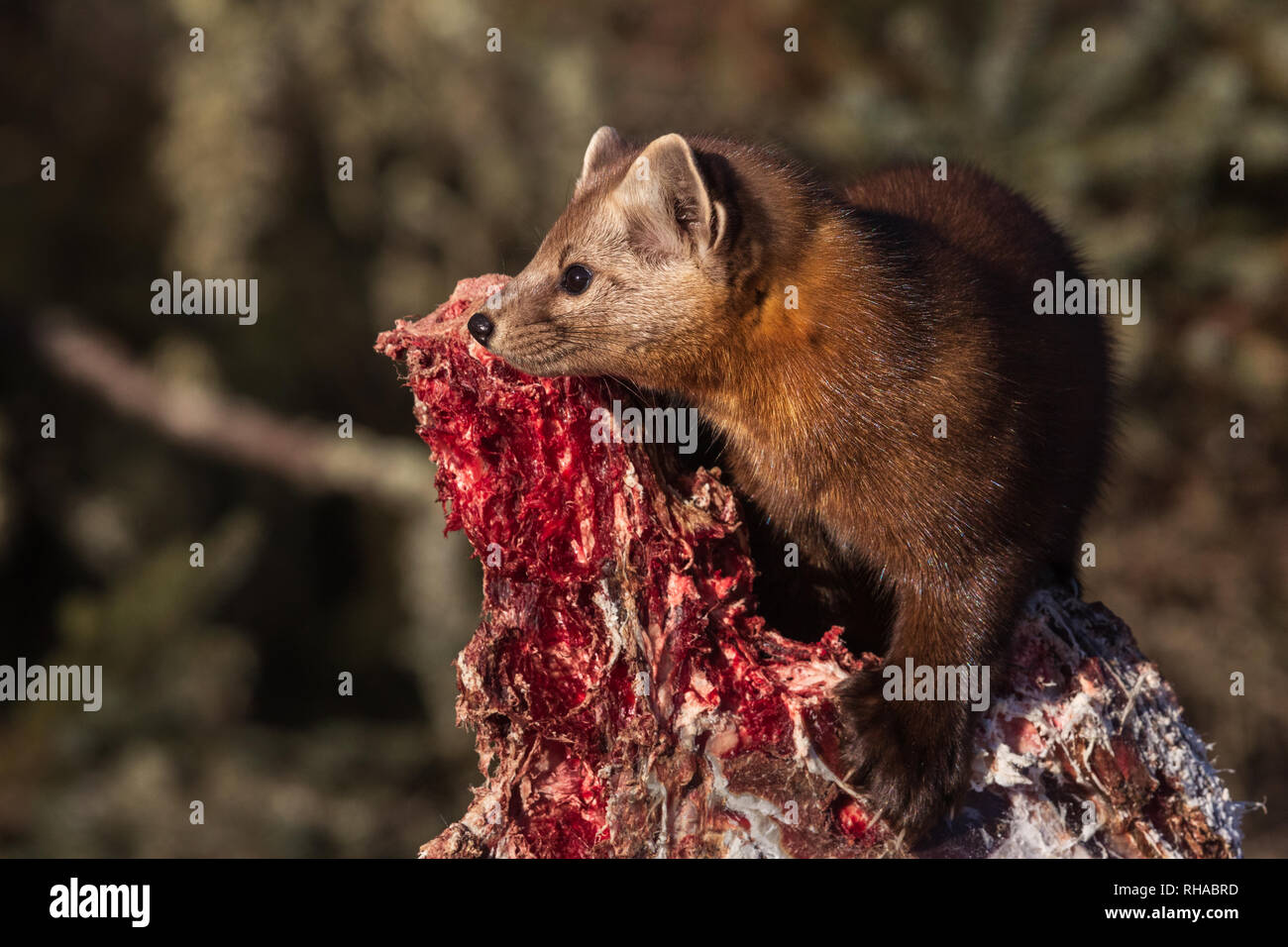 American Marten Stock Photo