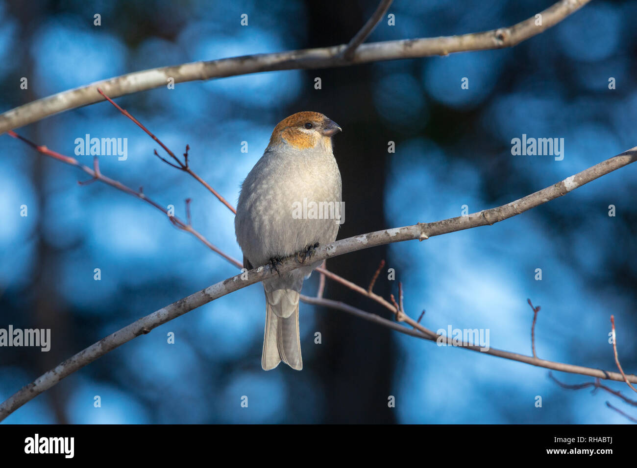 Female pine grosbeak Stock Photo - Alamy