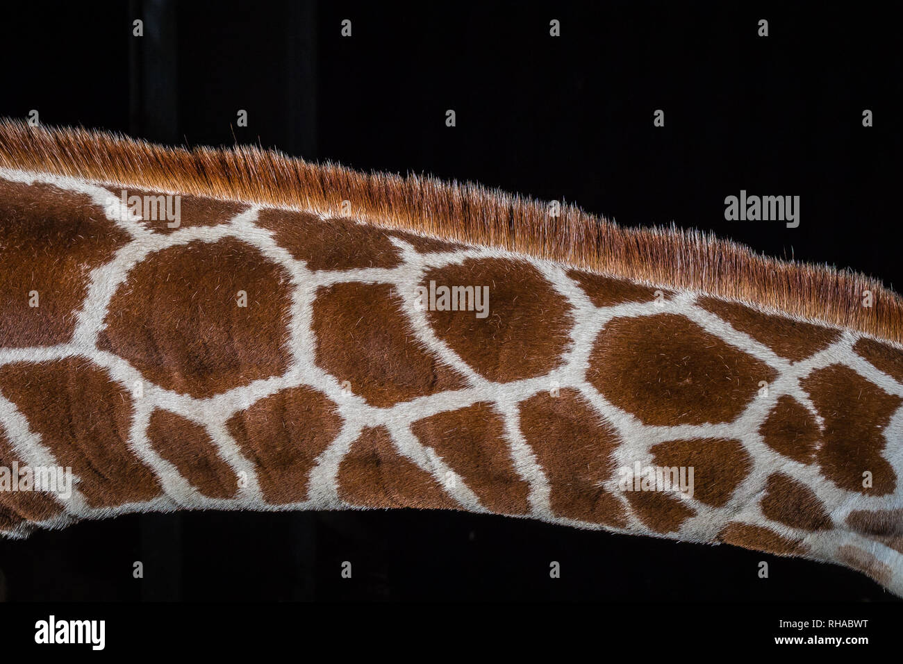 Giraffe neck on black background Stock Photo