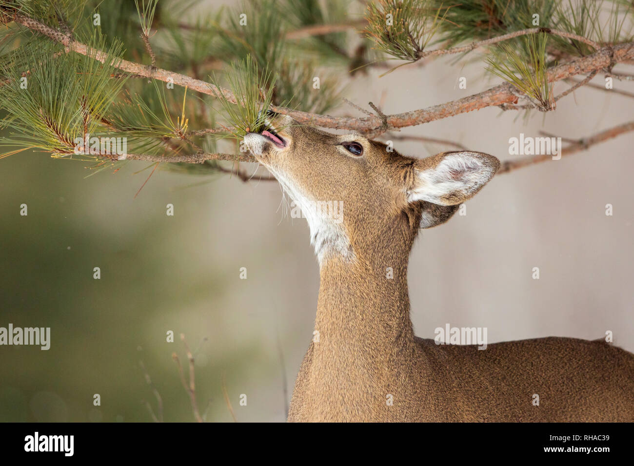 Whitetailed doe eating red pine needles in northern Wisconsin Stock