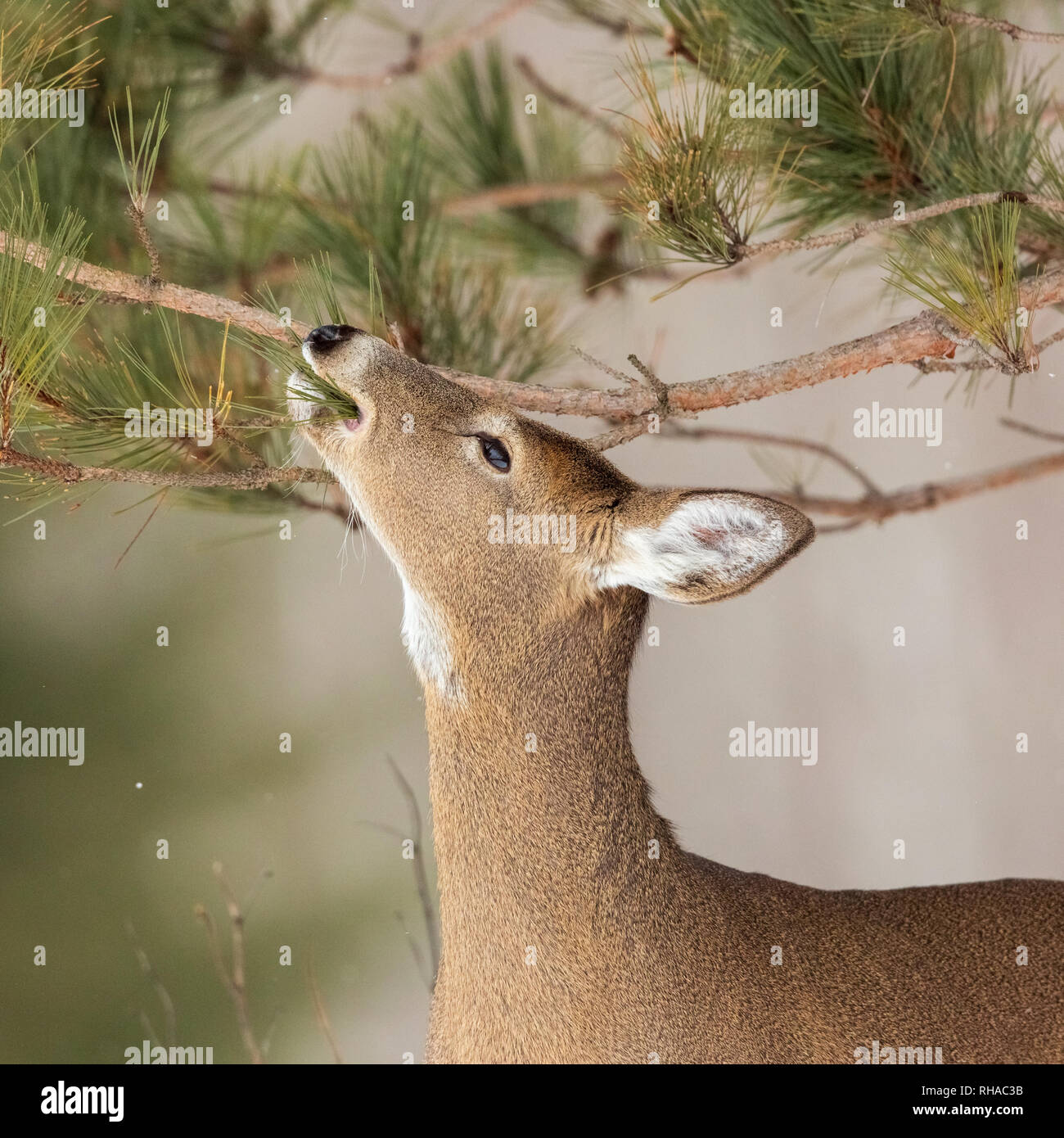 Whitetailed doe eating red pine needles in northern Wisconsin Stock Photo Alamy