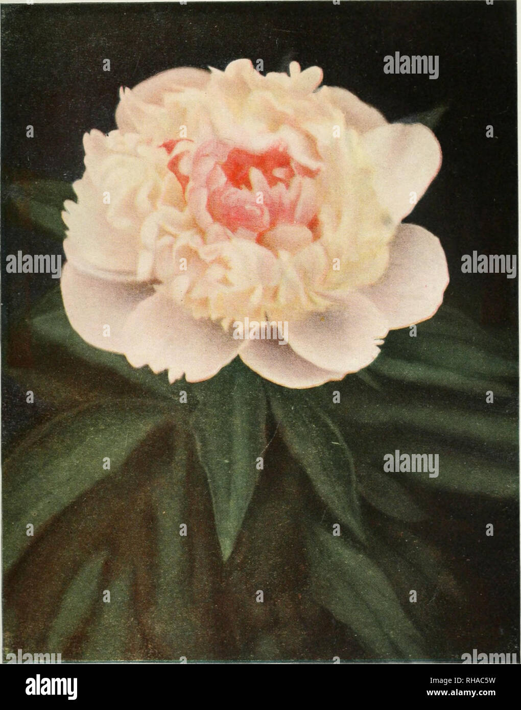 . The book of the peony. Peonies. ALICE DE JULVECOURT (Pele, 1857) Crown type. A well-built full flower of delicate rose blush and cream. Please note that these images are extracted from scanned page images that may have been digitally enhanced for readability - coloration and appearance of these illustrations may not perfectly resemble the original work.. Harding, Alice Howard. Philadelphia and London : J. B. Lippincott company Stock Photo